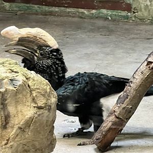 Silvery-Cheeked Hornbill