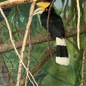 Rhinoceros Hornbill