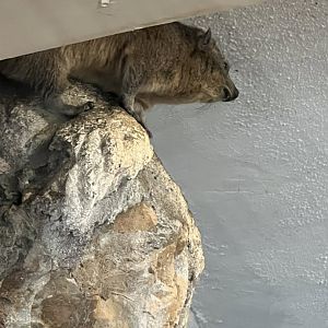 Rock Hyrax