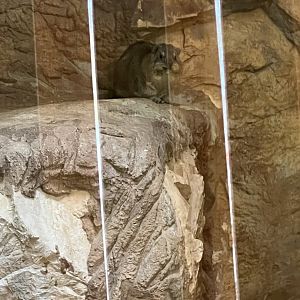Rock Hyrax