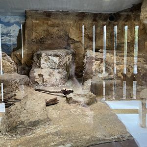 Rock Hyrax Exhibit
