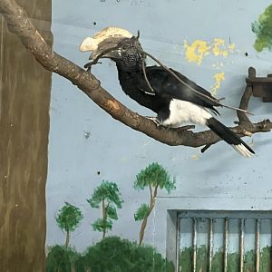 Silvery-Cheeked Hornbill