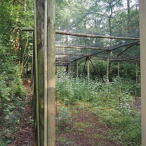 Bolivian squirrel monkey forest - Disused covered walkway from covid era, 2024-08-18