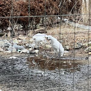 Whooping Cranes