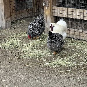 Domestic Chickens