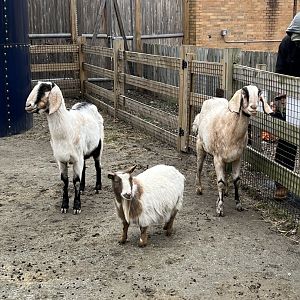 Nigerian Dwarf and Nubian Goats