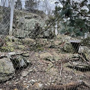Snow Leopard Exhibit