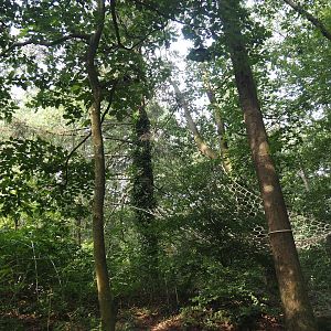 View in the Bolivian squirrel monkey forest, 2024-08-18