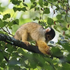 Bolivian squirrel monkey (Saimiri boliviensis boliviensis), 2024-08-18