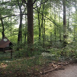View in the Bolivian squirrel monkey forest, 2024-08-18
