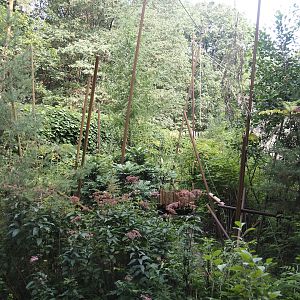 Guianan bearded saki island, 2024-08-18