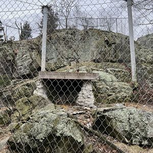 Snow Leopard Exhibit