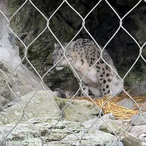 Snow Leopard