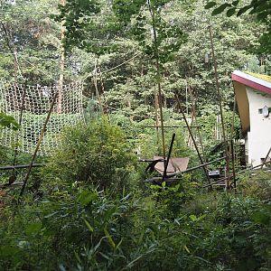 Guianan bearded saki island and house, 2024-08-18