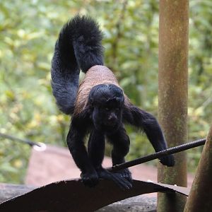 Guianan bearded saki (Chiropotes sagulatus), 2024-08-18