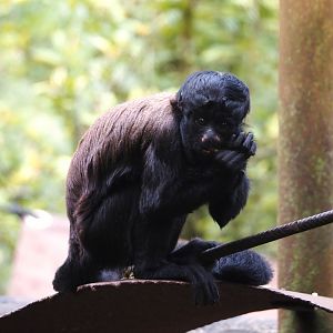 Guianan bearded saki (Chiropotes sagulatus), 2024-08-18