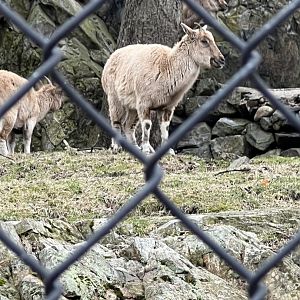 Markhor