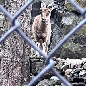 Markhor