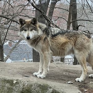 Gray Wolf