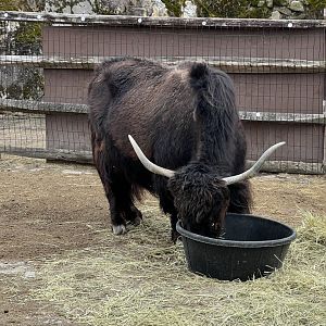 Yak