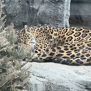 Jaguar