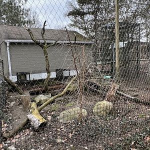 White-Nosed Coati Exhibit 1