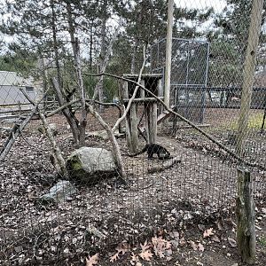 White-Nosed Coati Exhibit 2