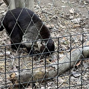 White-Nosed Coati