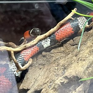 Pueblan Milk Snake