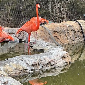 American Flamingos