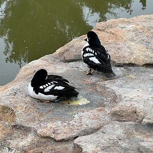 Barrow’s Goldeneye