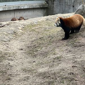 Reeve’s Muntjac and Red Panda