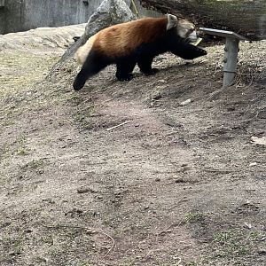 Red Panda
