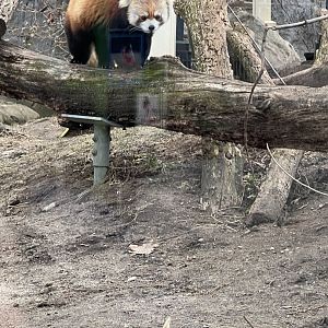 Red Panda