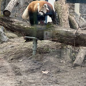 Red Panda