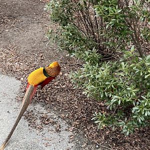 Golden Pheasant