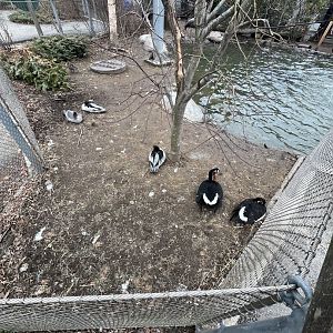 Red-Breasted Geese and Scaly-Sided Mergansers