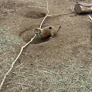 Black-Tailed Prairie Dog