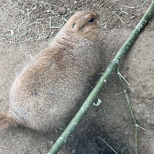 Black-Tailed Prairie Dog