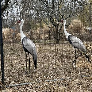 Wattled Cranes