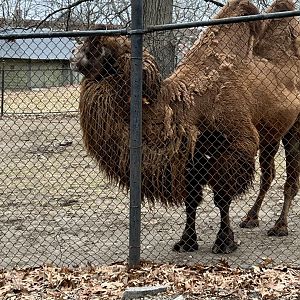 Bactrian Camel