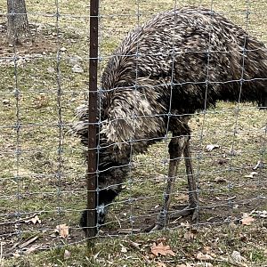 Emu