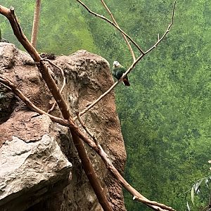 Black-Naped Fruit Dove