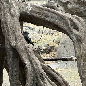 Western Lowland Gorilla