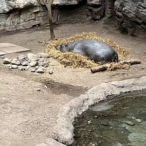 Pygmy Hippopotamus