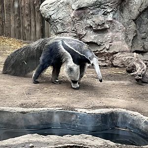 Giant Anteater