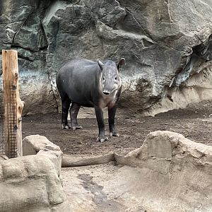 Baird’s Tapir