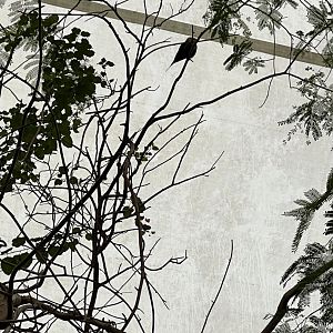 Tropical Forest Bird