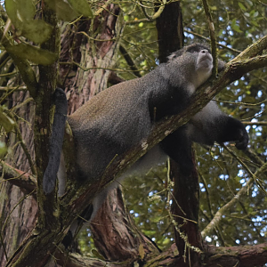 Schwarz's White-collared Monkey (Cercopithecus mitis schwarzi)
