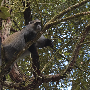 Schwarz's White-collared Monkey (Cercopithecus mitis schwarzi)